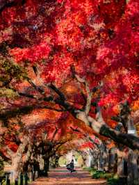 【まだ紅葉が物足りない！🍁】12月に見ることができる紅葉スポット紹介！全国編！🗺️