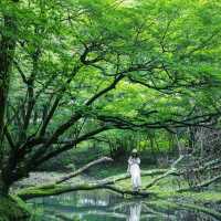 【大分】ジブリの世界観⁈男池湧水群