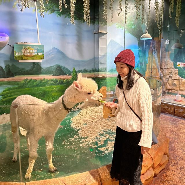 【 集玩樂動物園卡丁車的室內綜合樂園 】