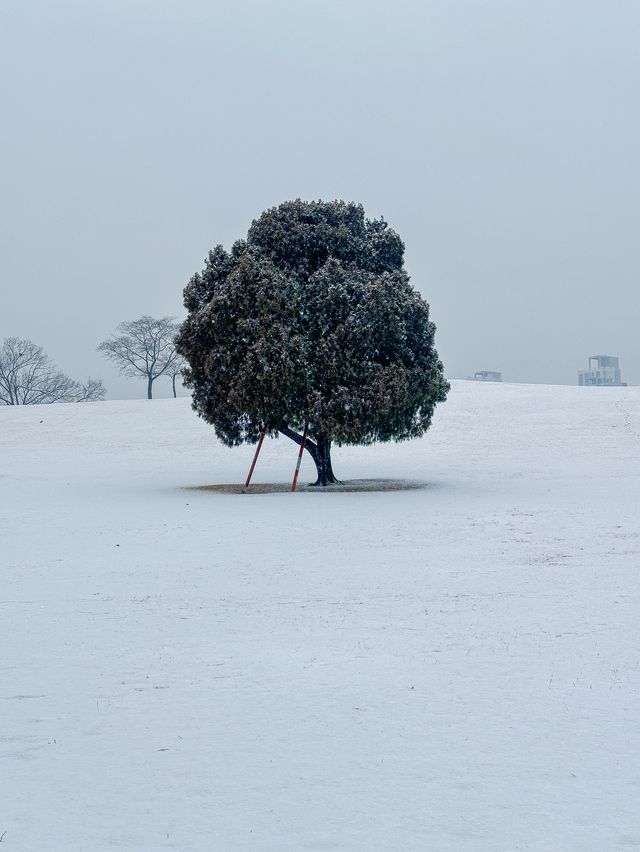 눈 올땐 삿포로 부럽지 않은 서울 올림픽공원🩵❄️