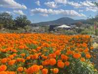 IBARAKI FLOWER PARK