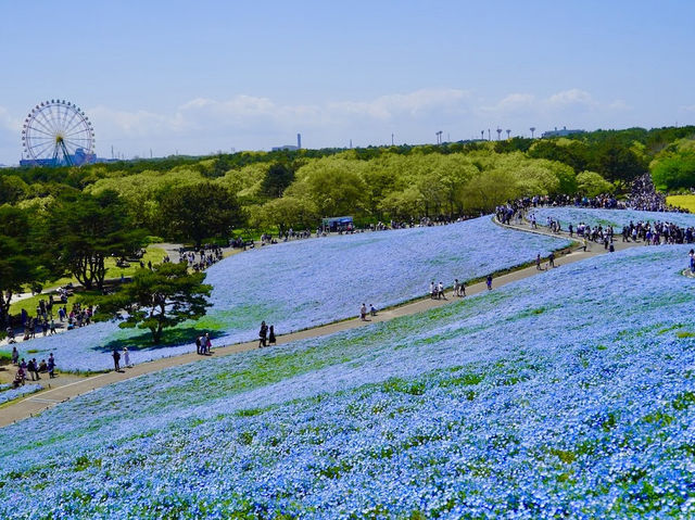 Hitachi seaside Park