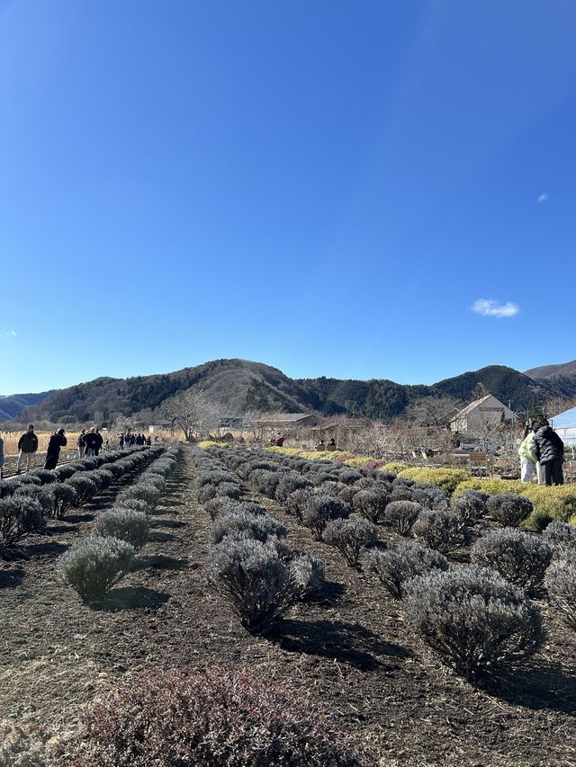 후지산보기 좋은 가와구치코호수🗻👍🏻