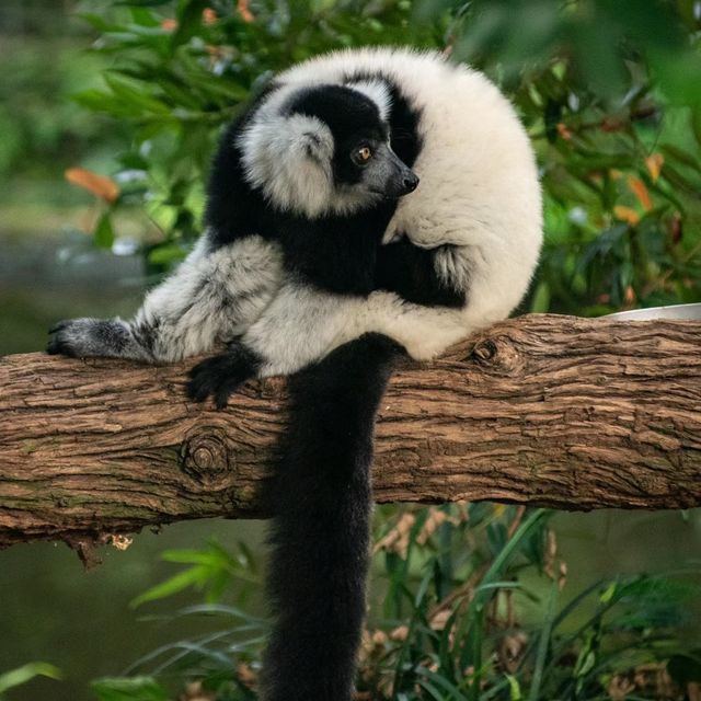 【東京】上野動物園：可愛動物