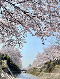 Ikutagawa River's Cherry Trees 