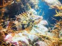 Notojima aquarium 