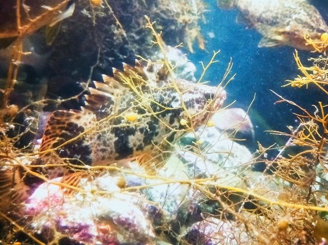 Notojima aquarium 