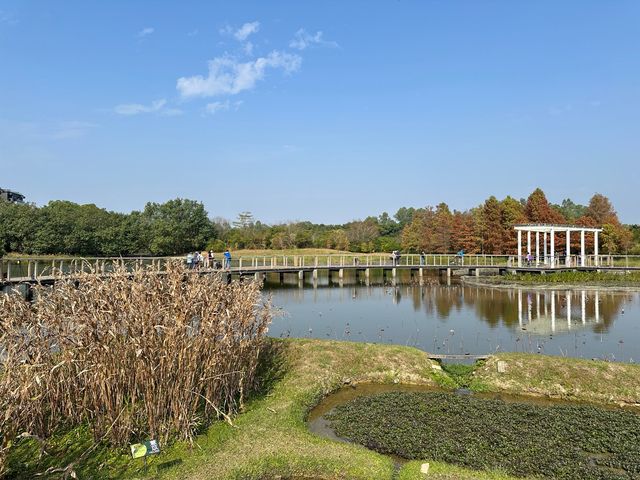 香港好去處 | 香港濕地公園 | 一月賞紅葉 | 二月賞李花