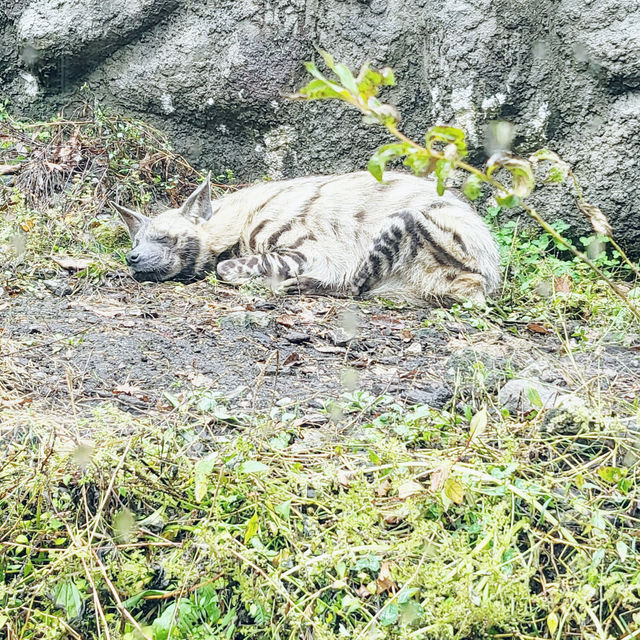 Kids’ day out @ Fuji Safari Park, Tokyo 🇯🇵