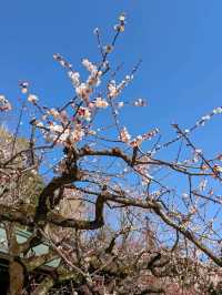 北野天満宮【北野の花手水】撫で牛の両脇の生花が華やかで綺麗