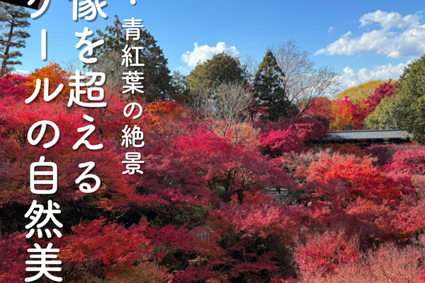 京都】紅葉・青もみじ🍃想像を超えるスケールの自然美 京都】紅葉・青もみじ🍃想像を超えるスケールの自然美