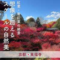 【京都】紅葉・青もみじ🍃想像を超えるスケールの自然美"東福寺"
