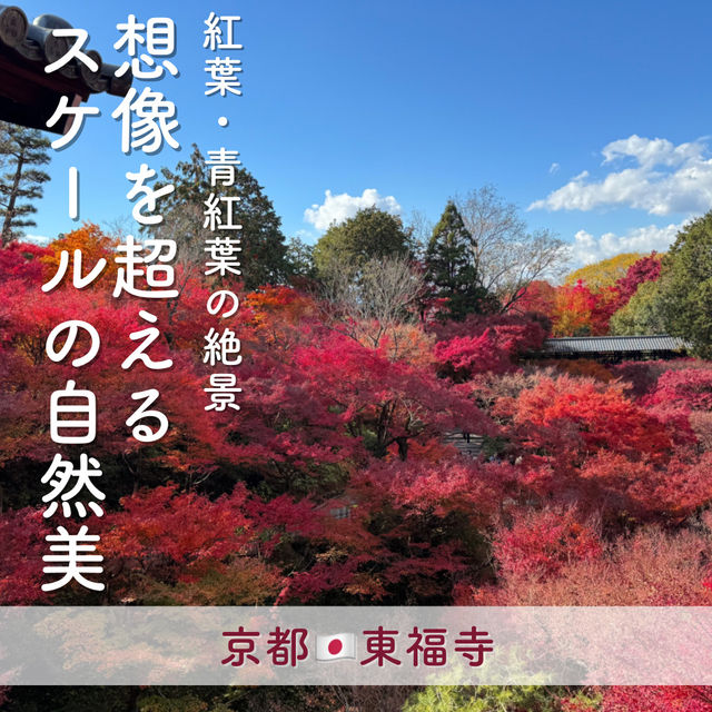 【京都】紅葉・青もみじ🍃想像を超えるスケールの自然美"東福寺"