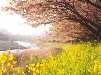 静岡河津町の河津桜