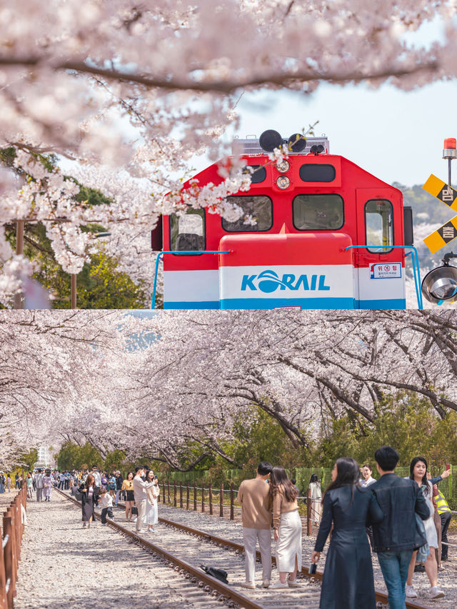 Jinhae Gunhangje Festival เทศกาลพ็อตกตที่สวยที่สุด