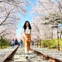 🇰🇷釜山｜賞櫻🌸鎮海賞櫻一日遊