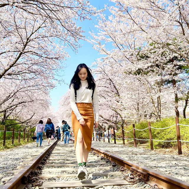 🇰🇷釜山｜賞櫻🌸鎮海賞櫻一日遊