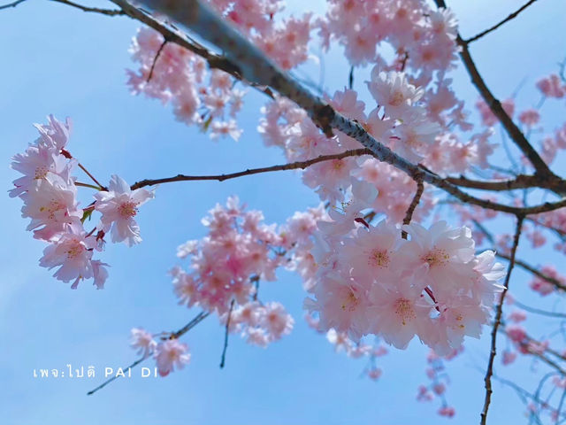 Chidorigafuchi park จุดชมดอกซากุระ ใจกลางโตเกียว