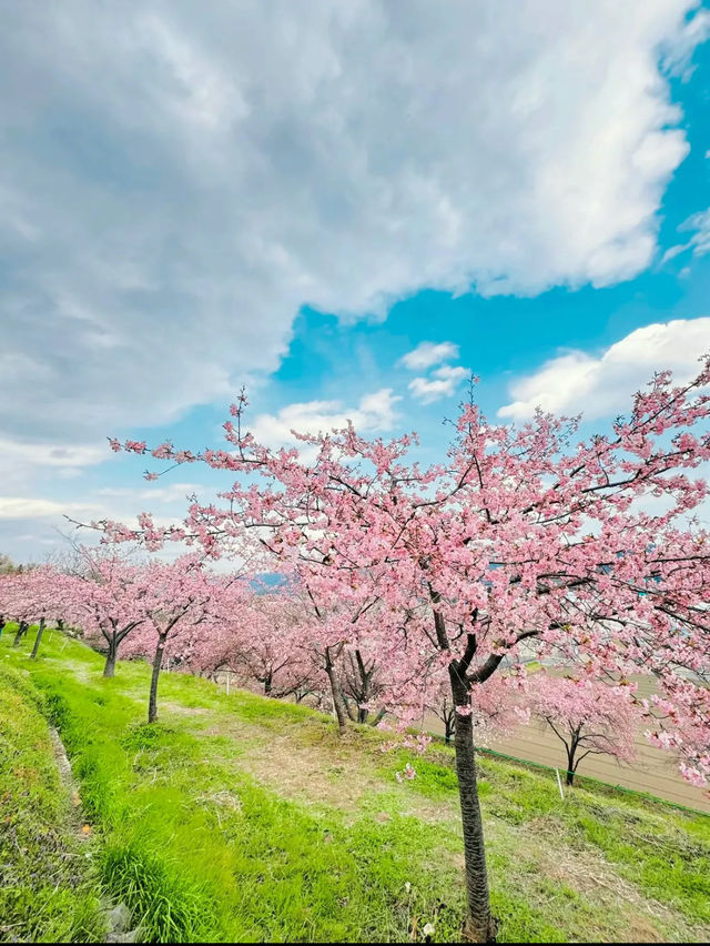 【群馬】超穴場!!絶景の桜並木が見れる!!春のおでかけスポット🌸