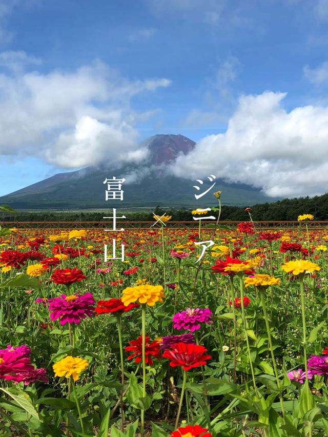 富士山とジニア、ひまわりが同時に見られる無料スポット