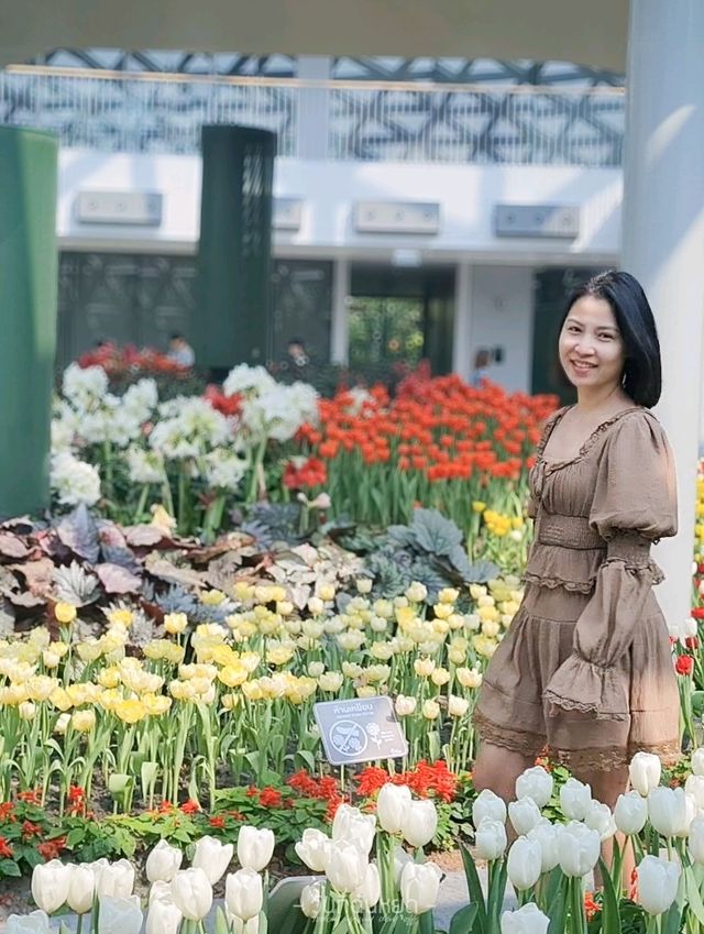 สวนดอกไม้เมืองหนาวในไทย Miracle of Natural