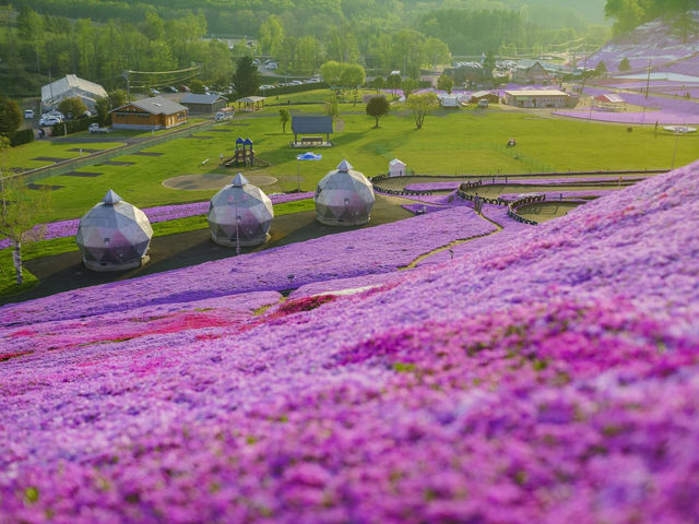 北海道東藻琴芝櫻公園