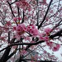 🌸2024東京汐入公園賞櫻悅目🌸