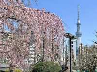 【東京・浅草】これぞ春の浅草寺🌸
