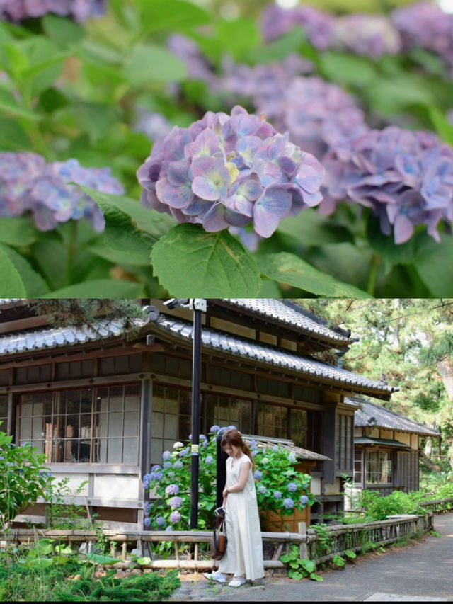 沼津の紫陽花　和スポット！沼津御用邸記念公園