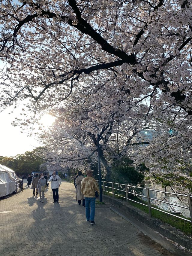 Off-the-path cherry blossom trails🌸🍃