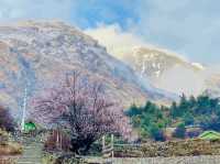 The soft pink blossoms in Himalayan.