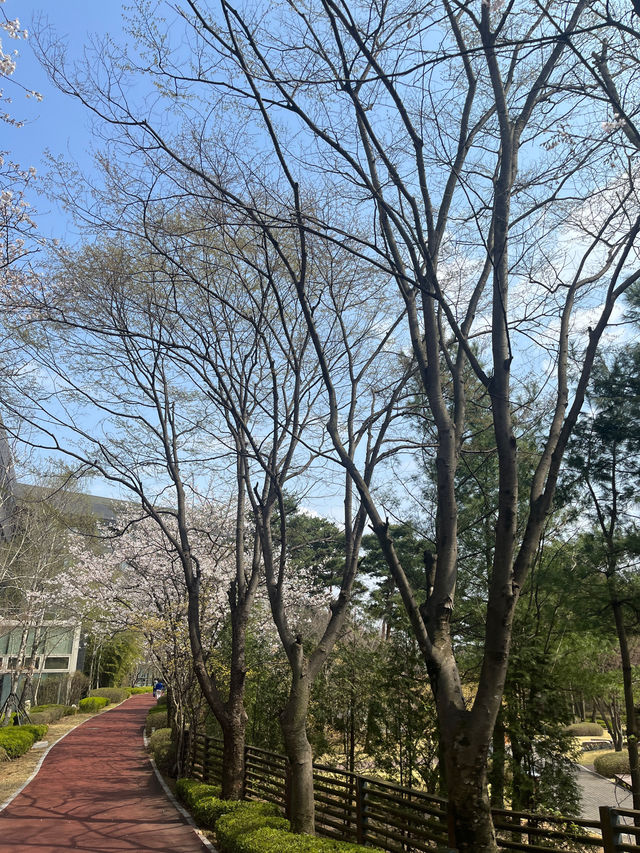 바글바글 사람많은 벚꽃명소 말고🌸나만 알고픈 조용한 벚꽃명소