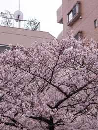 Meguro River