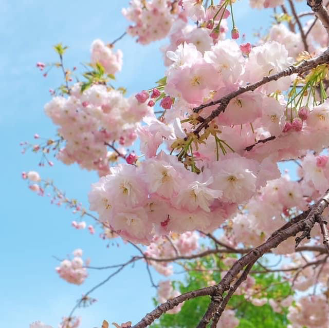 ชมซากุระและวิวสุดปังที่ Asahi Funakawa🌸