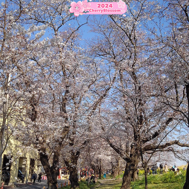 Breathing 🥰 in the Beauty 😍 of Sakura🌸💎