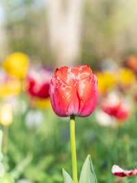 【東京都/立川市】今が見頃！25万株のお花の世界🌷