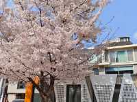 🌸「首爾書街：春天櫻花美景，適合閱讀和攝影」🌸