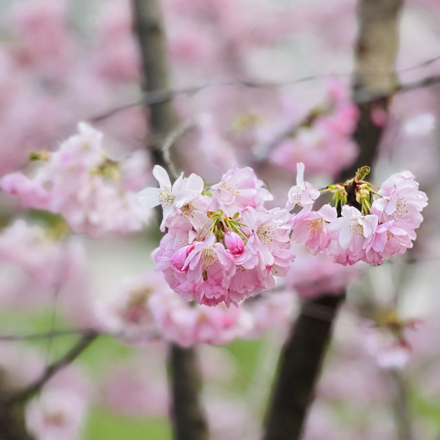 Blossom Sakura in Olympic Park, Munich