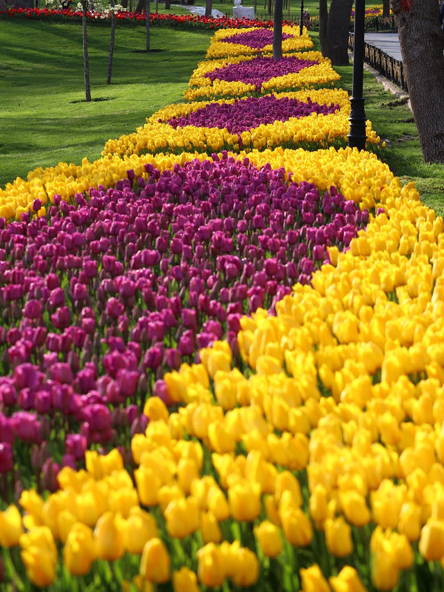 Emirgan Tulip Gardens