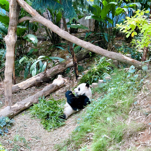 Giant Pandas Kai Kai & Jia Jia