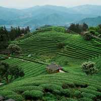 熊空茶園：美麗茶園