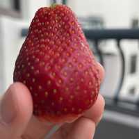 Huge Strawberry 🍓 at Cameron Highlands 