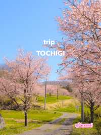 【栃木】益子町 里山の春
