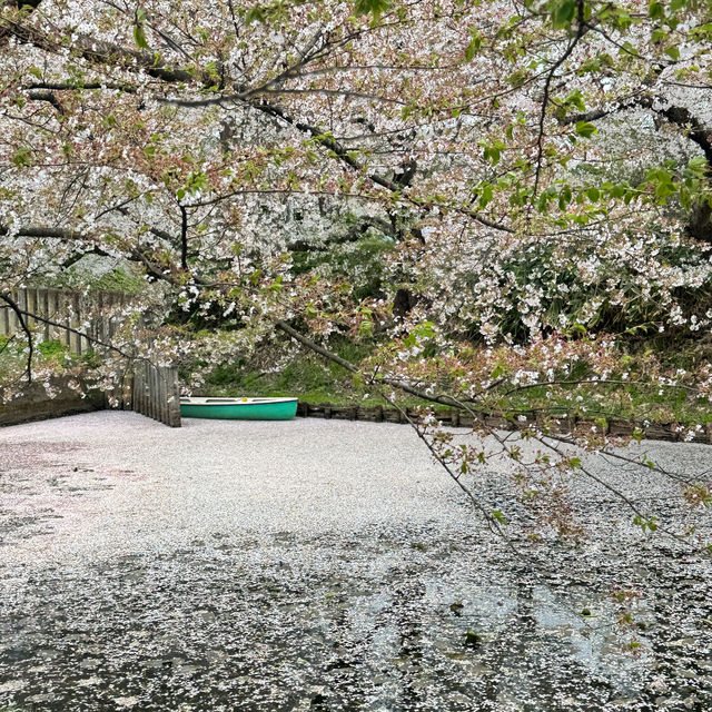 【青森】みちのく三大桜の名所で楽しもう🌸