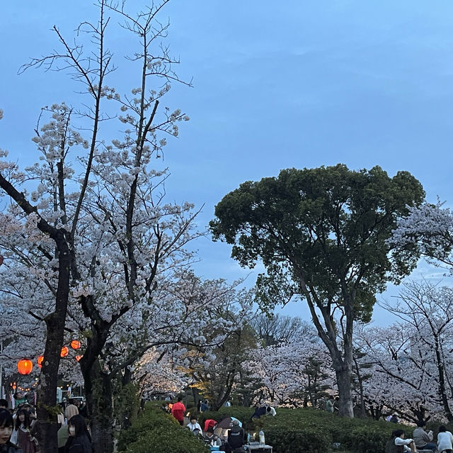 大池公園さくら2024