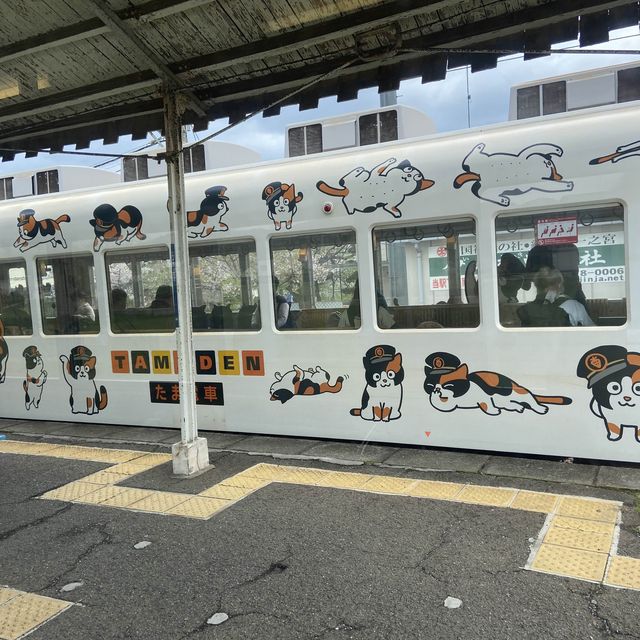 Cute cat train for cat lovers 