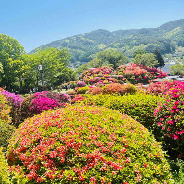 【長野県/岡谷　色とりどりのカラフルな”つつじ”が美しく咲き誇る 『鶴峯公園』】