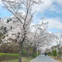 Cherry Blossom Festival 2024 @ Seoul Grand Park