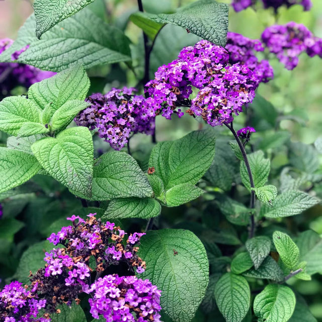 南山戶外植物園：綠意盎然