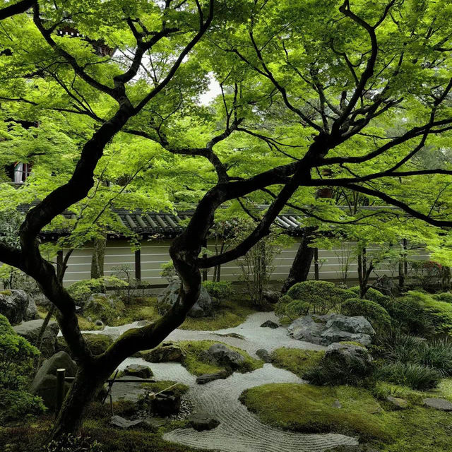 慧光院：絕美日式苔庭園，感受古代貴族的禪意情調